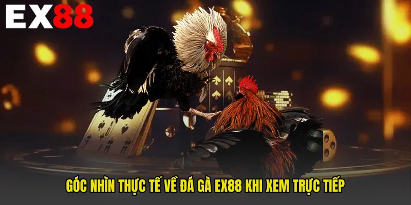 Góc nhìn thực tế về Đá gà EX88 khi xem trực tiếp